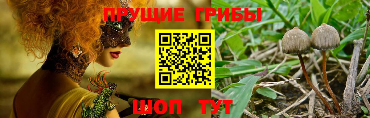 Псилоцибиновые грибы GOLDEN TEACHER Донской